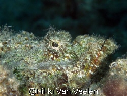 Scorpionfish taken at Sharksbay with E300 and 105mm lens. by Nikki Van Veelen 
